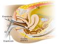 Taller sobre proceso de cancer de cervix y de utero y vph.