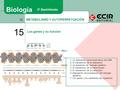METABOLISMO Y AUTOPERPETUACIÓN III. 15 Los genes y su función Biología 2º Bachillerato 1. La replicación semiconservativa del DNA 2. El mecanismo de la.
