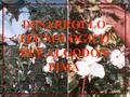 DESARROLLO TECNOLOGICO DEL ALGODON PIMA. DESARROLLO TECNOLÓGICO DEL ALGODÓN PIMA 1.HISTORIA.  El algodón PIMA fue introducido a Piura ‑ Perú por el Sr.