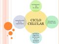 CICLO CELULAR crecimiento de la célula división en células hijas permite al organismo mantenerse en un constante equilibrio reproducción de los organismos.