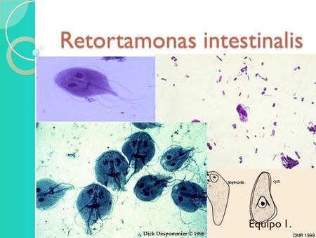 Retortamonas intestinalis
