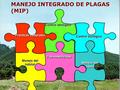 MANEJO INTEGRADO DE PLAGAS (MIP)