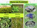 Reino de PLANTAS Plantas sin flores Plantas con flores musgos helechos