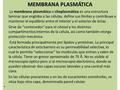 MEMBRANA PLASMÁTICA La membrana plasmática o citoplasmática es una estructura laminar que engloba a las células, define sus límites y contribuye a mantener.