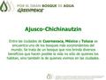 Ajusco-Chichinautzin Entre las ciudades de Cuernavaca, México y Toluca se encuentra uno de los bosques más sorprendentes del mundo. Se trata de un bosque.
