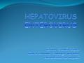 HEPATOVIRUS ENTEROVIRUS
