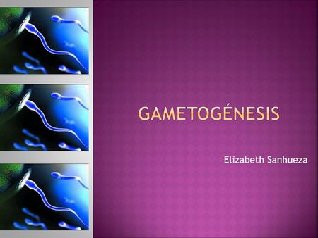 Gametogénesis Elizabeth Sanhueza.
