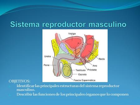 Sistema reproductor masculino