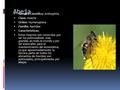 Abeja  Nombre Científico: Anthophila  Clase: Insecta  Orden: Hymenoptera  Familia: Apoidea  Características:  Estos insectos son conocidos por ser.