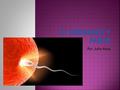 Por Julia Naya.  El embarazo es el periodo que transcurre entre la implantación en el útero del óvulo fecundado y el momento del parto que se producen.