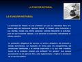 LA FUNCION NOTARIAL La actividad del Notario es una profesión que por su naturaleza lleva una buena parte del tradicional “ejercicio liberal”. El Notario.