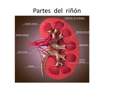 Partes del riñón.