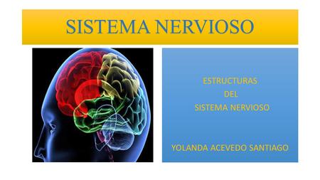 ESTRUCTURAS DEL SISTEMA NERVIOSO YOLANDA ACEVEDO SANTIAGO