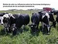 Estrés de calor su influencia sobre las funciones biológicas y productivas de los animales domésticos.