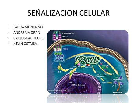 SEÑALIZACION CELULAR LAURA MONTALVO ANDREA MORAN CARLOS PACHUCHO KEVIN OSTAIZA.