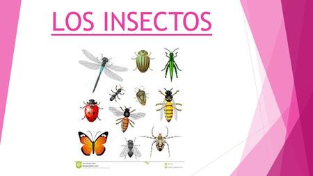 LOS INSECTOS.