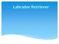 El Labrador Retriever, llamado tradicionalmente labrador, es una raza canina originaria de Terranova, en la actual Canadá.