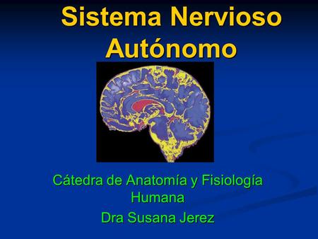 Sistema Nervioso Autónomo Cátedra de Anatomía y Fisiología Humana Dra Susana Jerez.