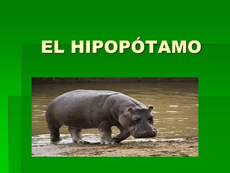 EL HIPOPÓTAMO.