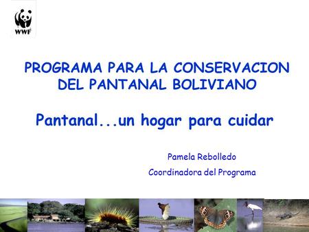 PROGRAMA PARA LA CONSERVACION DEL PANTANAL BOLIVIANO Pantanal...un hogar para cuidar Pamela Rebolledo Coordinadora del Programa.