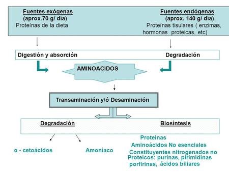 Fuentes exógenas Fuentes endógenas