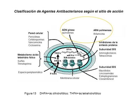 Clasificación de Agentes Antibacterianos según el sitio de acción Pared celular Penicilinas Cefalosporinas Vancomicina Cicloserina Metabolismo ácido tetrahidro.
