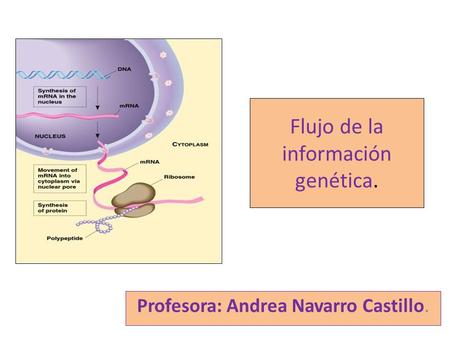 Profesora: Andrea Navarro Castillo. Flujo de la información genética.