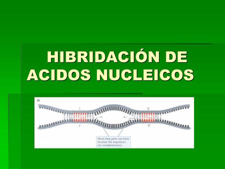 HIBRIDACIÓN DE ACIDOS NUCLEICOS