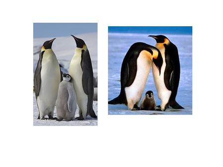El pingüino emperador. El pingüino Emperador es un animal que vive solo en la Antártida y es el pingüino más grande de todos los pingüinos que existen.