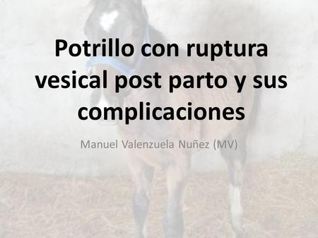 Potrillo con ruptura vesical post parto y sus complicaciones
