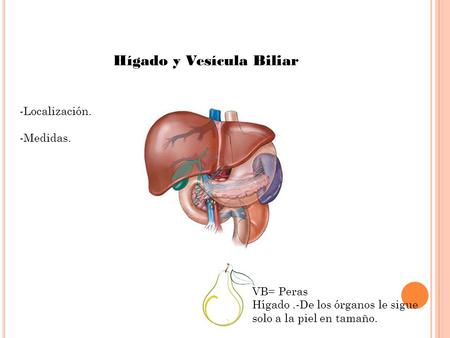 Hígado y Vesícula Biliar -Localización. -Medidas. VB= Peras Hígado.-De los órganos le sigue solo a la piel en tamaño.