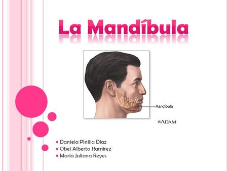 La Mandíbula • Daniela Pinilla Díaz • Obel Alberto Ramírez