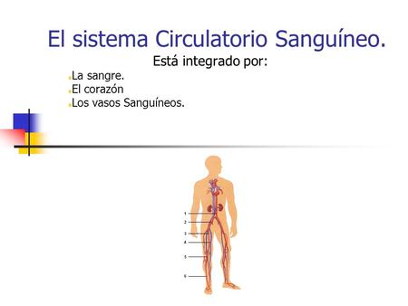 El sistema Circulatorio Sanguíneo. Está integrado por: La sangre. El corazón Los vasos Sanguíneos.