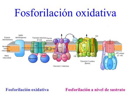 Fosforilación oxidativa Fosforilación a nivel de sustrato