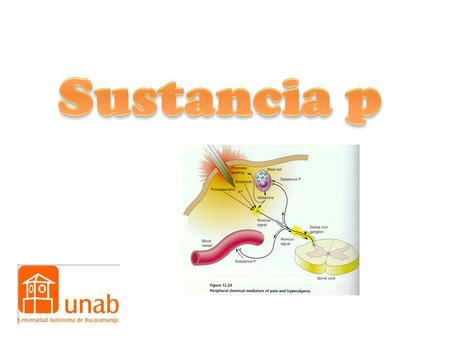 Es la primera sustancia neuroactiva que se propone como: Es la primera sustancia neuroactiva que se propone como: NEUROTRANSMISOR.