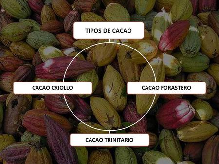 TIPOS DE CACAO CACAO CRIOLLO CACAO FORASTERO CACAO TRINITARIO.
