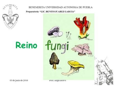 03 de junio de 2016Prof. Angel Bravo BENEMERITA UNIVERSIDAD AUTONOMA DE PUEBLA Preparatoria “LIC. BENITO JUAREZ GARCIA” Reino.