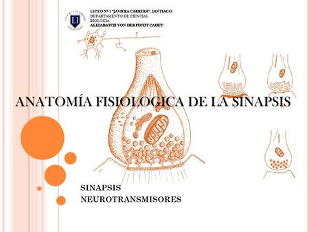 ANATOMÍA FISIOLOGICA DE LA SINAPSIS