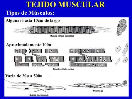 TEJIDO MUSCULAR Tipos de Músculos: Algunas hasta 10cm de largo Varia de 20u a 500u Aproximadamente 100u.