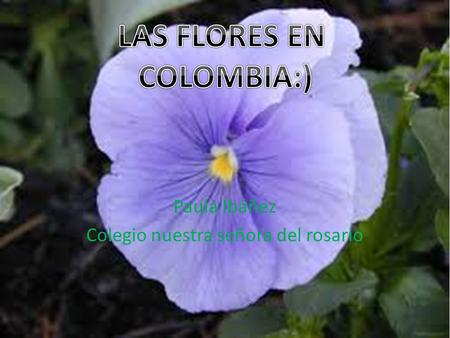Paula Ibáñez Colegio nuestra señora del rosario. La flor es la estructura reproductiva característica de las plantas llamadas espermatofitas o fanerógamas.