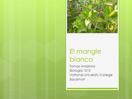 Tomas Anzalota Biologia 1010 National University College Bayamon
