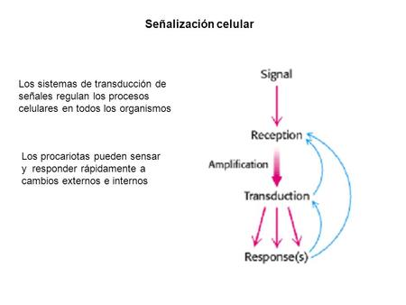 Señalización celular Los sistemas de transducción de señales regulan los procesos celulares en todos los organismos Los procariotas pueden sensar y responder.