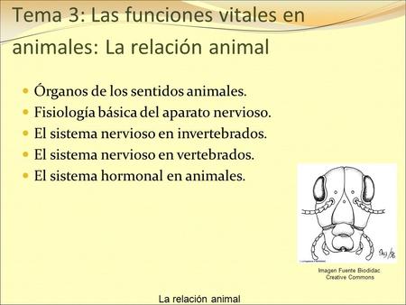 Tema 3: Las funciones vitales en animales: La relación animal