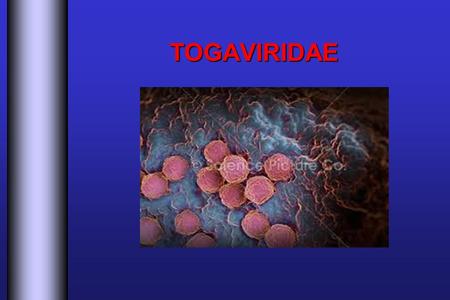 TOGAVIRIDAE. TOGAVIRIDAE  Géneros: Alphavirus (virus transmitidos por artrópodos) Rubivirus (virus de la rubeola)