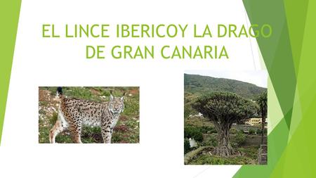 EL LINCE IBERICOY LA DRAGO DE GRAN CANARIA