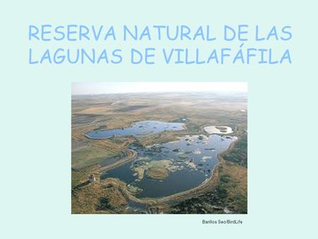RESERVA NATURAL DE LAS LAGUNAS DE VILLAFÁFILA Barillos Seo/BirdLife.