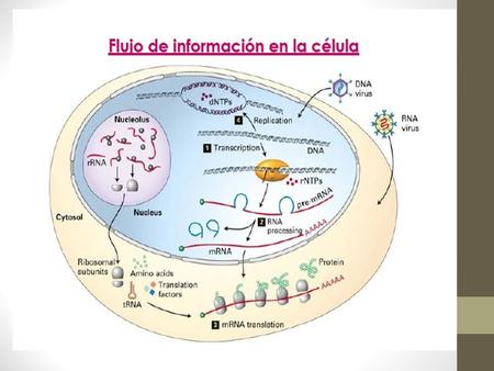 Estructura del ADN Watson y Crick la descifraron en 1953 Basados en hallazgos de otras personas: 1.Cristalografía de rayos X de Rosalind Franklin y.