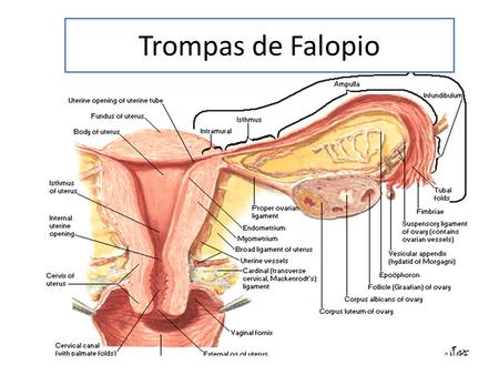 Trompas de Falopio.