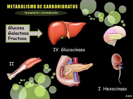 METABOLISMO DE CARBOHIDRATOS