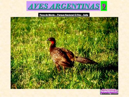AVES ARGENTINAS 9 Pava de Monte – Parque Nacional El Rey - Salta.